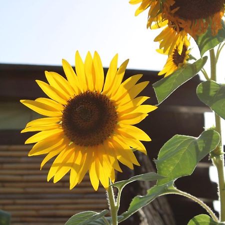 Il Girasole Alloggio Villa Fluminimaggiore Luaran gambar