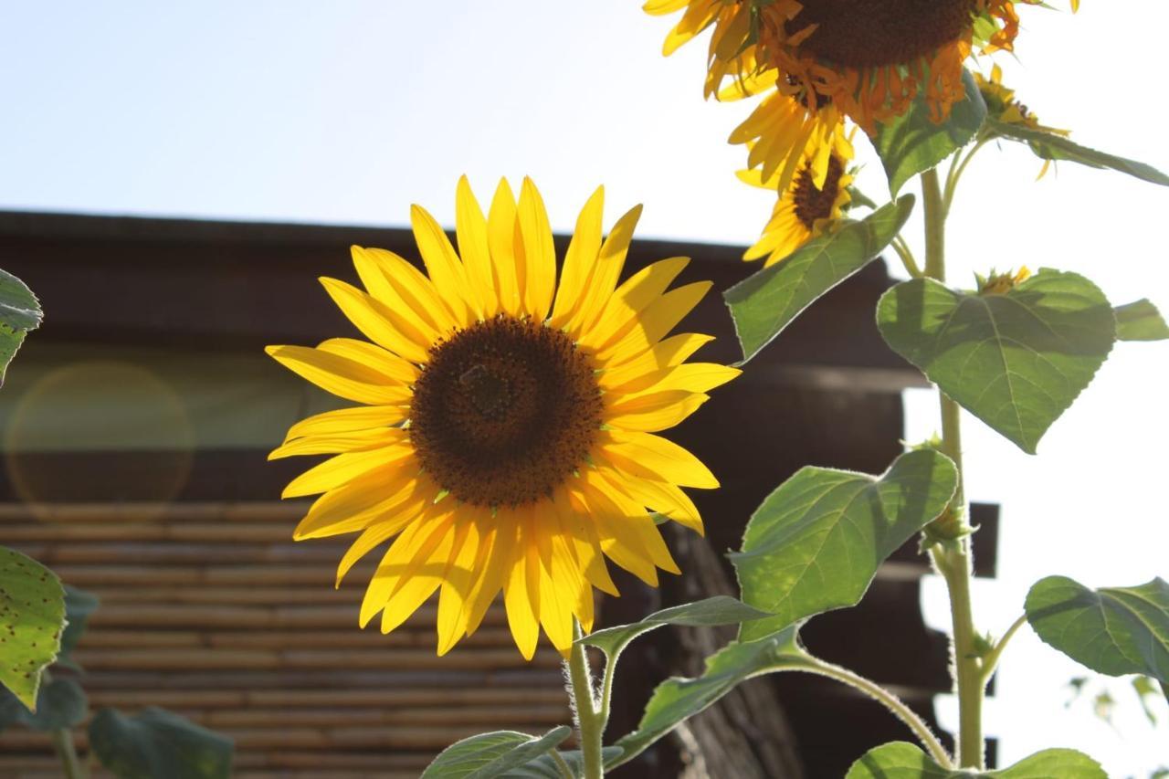 Il Girasole Alloggio Villa Fluminimaggiore Luaran gambar